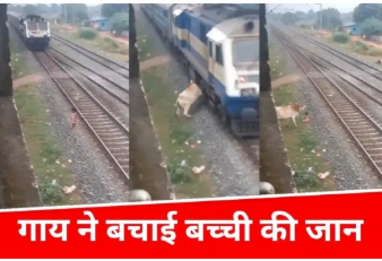 ट्रेन हादसे से बाल-बाल बची बच्ची, गाय बनी ‘रियल हीरो’ — सोशल मीडिया पर चर्चा