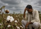 कपास की खेती से किसानों का मोहभंग