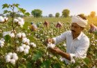 ऑर्गेनिक कपास किसान संकट में