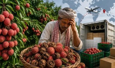 बिहार की शाही लीची पर उत्पादन और निर्यात का संकट