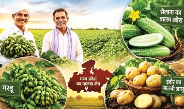 मालवी आलू समेत तीन उत्पादों को जीआई टैग