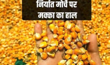 भारतीय मक्का की विदेशों में बढ़ी मांग