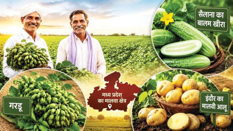 मालवी आलू समेत तीन उत्पादों को जीआई टैग