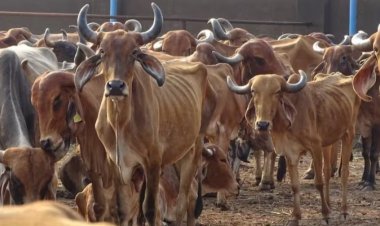 गौहत्या पर बड़ा फैसला, सर्वोच्च न्यायालय की रोक!