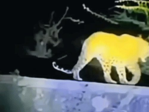 बाबा रघुवर दास आश्रम की दीवार पर दिखा तेंदुआ, VIDEO:संभल में चहलकदमी से ग्रामीणों में दहशत, वन विभाग ने पिंजरे लगाए