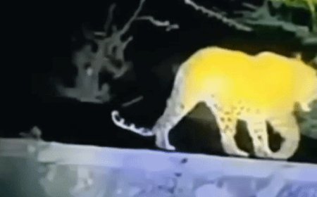 बाबा रघुवर दास आश्रम की दीवार पर दिखा तेंदुआ, VIDEO:संभल में चहलकदमी से ग्रामीणों में दहशत, वन विभाग ने पिंजरे लगाए