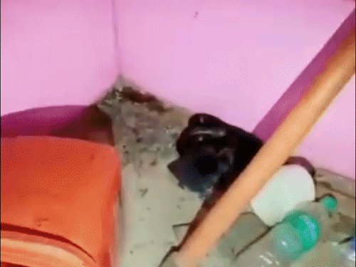 कैंट बोर्ड की सीओ के किचन में घुसा सांप:शाहजहांपुर में 2 घंटे की मशक्कत के बाद रेस्क्यू, जंगल में छोड़ा