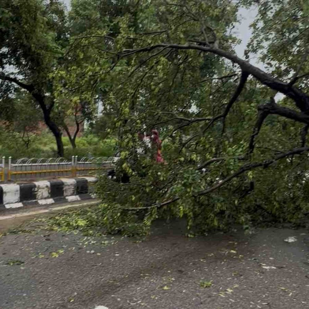 रामपुर में सड़क पर गिरा पेड़, यातायात प्रभावित:अजीतपुर पुलिस चौकी के पास रास्ते का एक हिस्सा बंद, जेसीबी से हटवाया