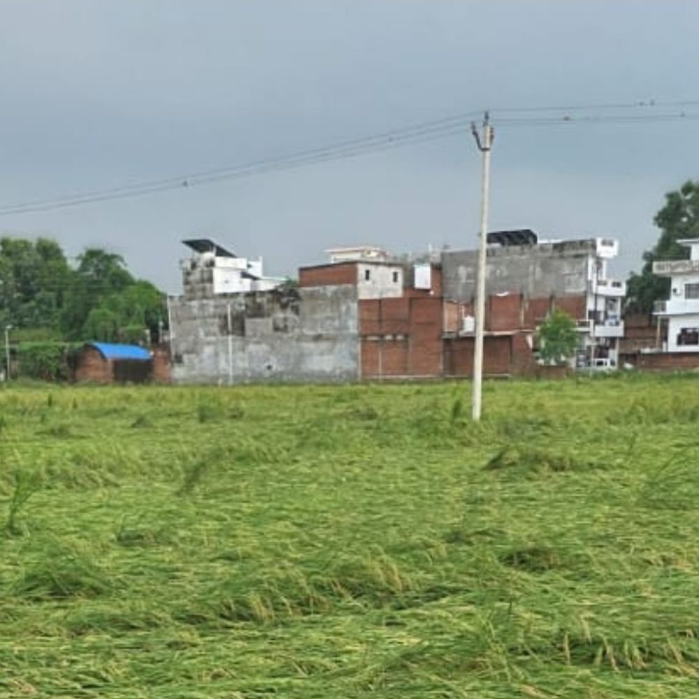 अंबेडकरनगर में बारिश-तेज हवा से 29 कच्चे मकान क्षतिग्रस्त:3 दिन से लगातार बारिश और तेज हवा का असर, खेतों में धान की फसल गिरी