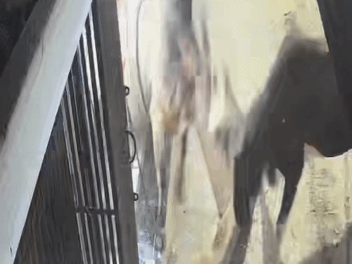 शाहजहांपुर में सर्राफा दुकान में घुसे लड़ते हुए सांड, VIDEO:दुकानदार ने काउंटर के पीछे छिपकर बचाई जान, 25 हजार का नुकसान