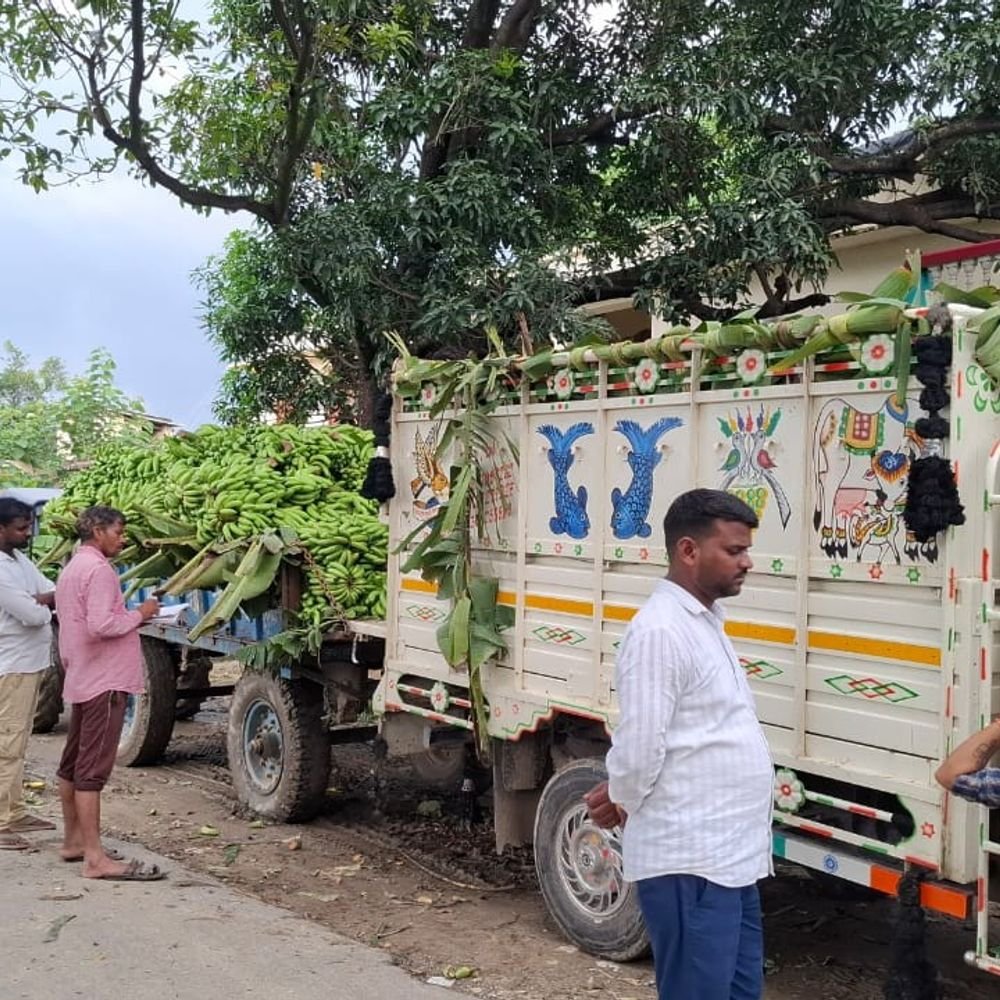 सुल्तानपुर में 'अर्नब चक्रवात' से केले की फसल बर्बाद:किसानों को औने-पौने दाम पर बेचनी पड़ रही उपज, लाखों का नुकसान