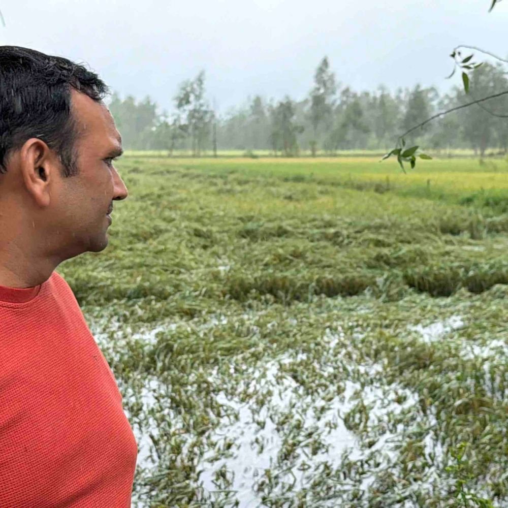 रामपुर में बारिश से धान की पकी फसल डूबी:दाना दोबारा उगने की आशंका, दर्जनों गांवों में किसानों को नुकसान; मुआवजे की तैयारी