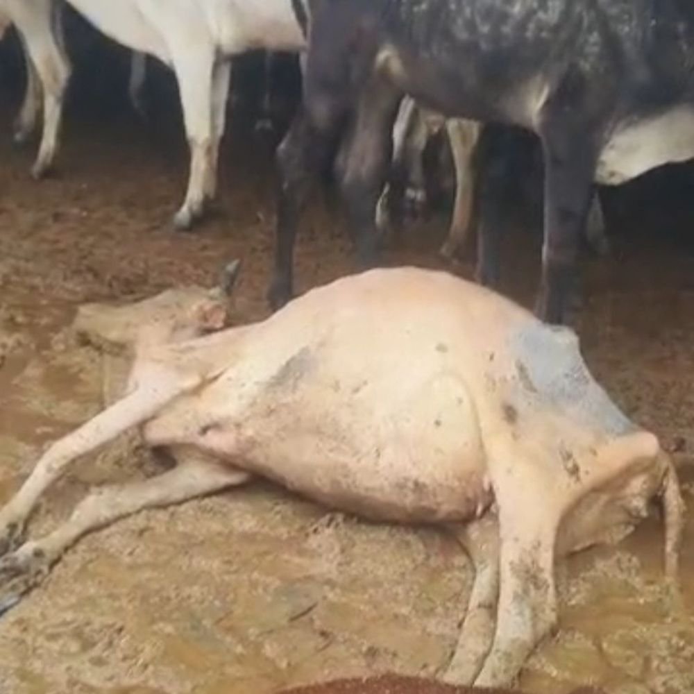गौशालाओं में 20 गायों की मौत, 100 से ज्यादा चर्चा:डीएम ने एक जगह 20 की पुष्टि की, एनजीओ पर कार्रवाई होगी; बिना पोस्टमार्टम दफनाने का आरोप