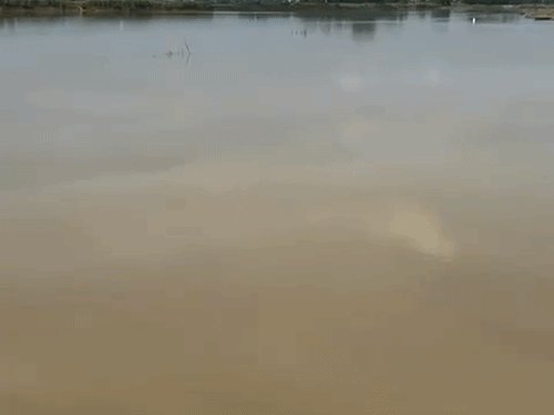 हर घंटे 5 सेमी से अधिक बढ़ रही राप्ती:नेपाल में बारिश होने से बढ़ा खतरा; एलर्ट पर प्रशासन