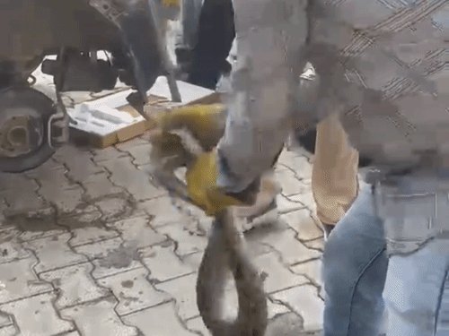 हापुड़ में खड़ी कार से निकला 7 फीट लंबा अजगर:खाना खाने रुके थे कार सवार, वन विभाग ने 2 घंटे में किया रेस्क्यू