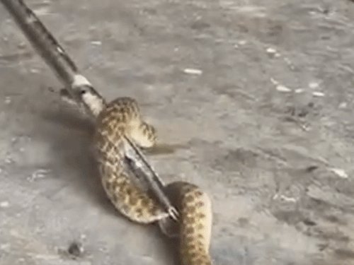 बाइक स्टार्ट करते ही सांप ने मारा झपट्टा, VIDEO:इटावा में इंजन से निकला 4 फीट लंबा नाग, बाल-बाल बचा मालिक
