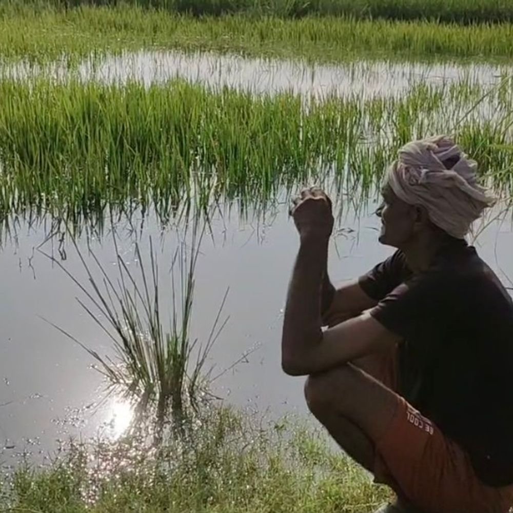 पांडु नदी का पानी खेतों में घुसा, फसल प्रभावित:रसूलाबाद-शिवली के 25 गांवों में मुश्किलें बरकरार, प्रशासन कर रहा निगरानी