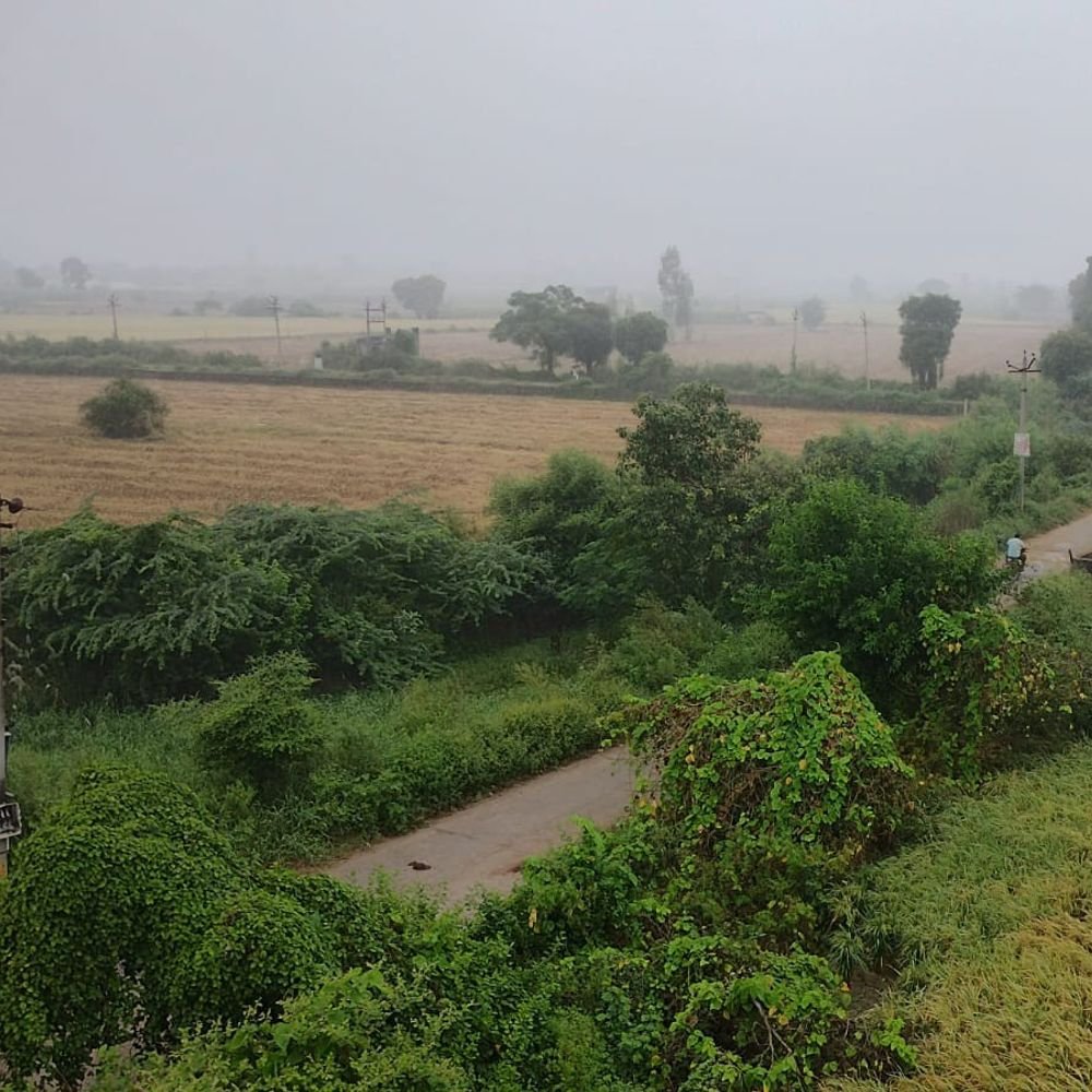 बागपत में मौसम बदला, धान की फसल को नुकसान:आसमान में छाए घने बादल, स्वास्थ्य विभाग ने जारी की एडवाइजरी