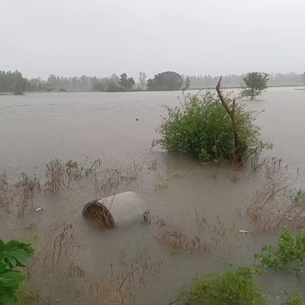 बारिश और तेज हवा से धान-गन्ने की फसल बिछी:जलभराव से दलहन-तिलहन और सब्जियों में सड़न का खतरा, सोमवार से होगा नुकसान का सर्वे