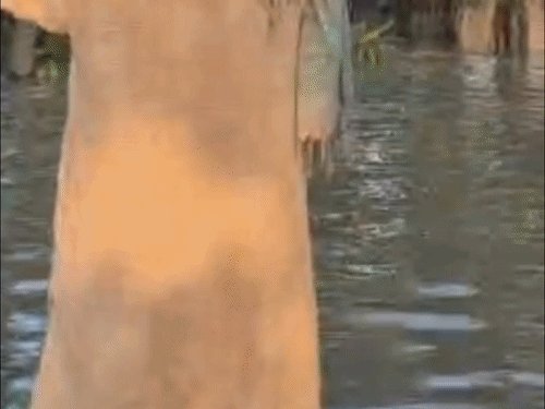 कुशीनगर में बाढ़ से कई गांव डूबे, लोग हाईवे पर:कुशीनगर में नारायणी नदी उफनी, गांवों में घुटनों से कमर तक पानी