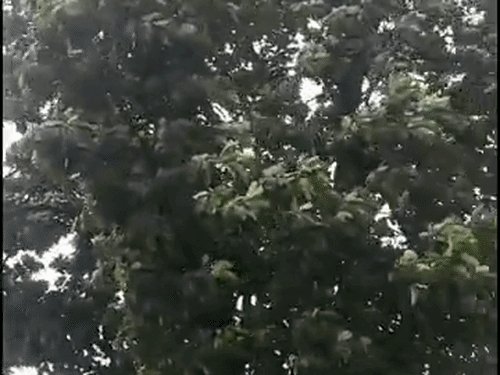 देवरिया में 10 एमएम बारिश के बाद मौसम हुआ सुहाना:30 किमी प्रति घंटे की हवा से ठंडक बढ़ी, किसानों को राहत