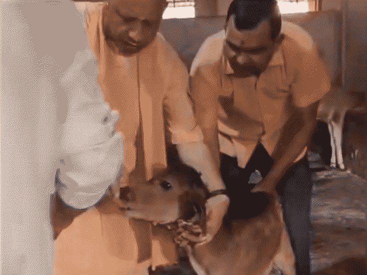 'आ जा...खा ले, शाबाश' बछड़े को दुलारते दिखे CM योगी:नन्हे बछड़े को गले लगाकर खिलाया गुड़; देखें VIDEO