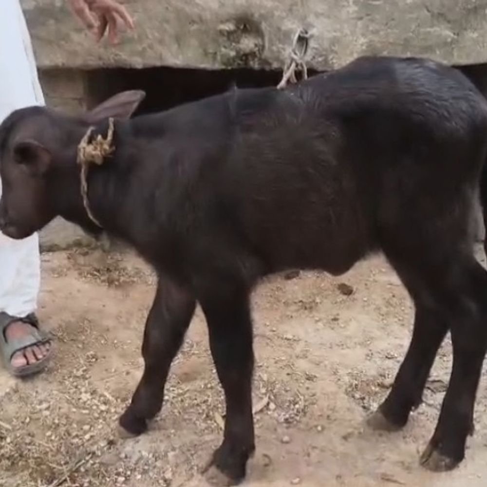 गन पॉइंट पर किसान से दो भैंस लूटीं:रामपुर में 3 दिन में FIR, 4 बदमाशों ने बुजुर्ग को बंधक बनाकर वारदात की
