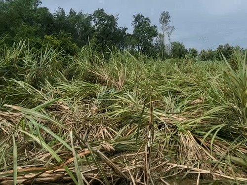 अयोध्या में किसान बोले- बारिश ने सबकुछ बर्बाद कर दिया:22 हजार बीघा फसल तबाह, खेतों में भरा पानी, मुआवजा दिलाया जाए