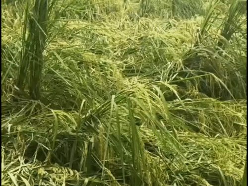 फर्रुखाबाद में तीन दिन की बारिश से खेतों में बर्बादी:10 साल का रिकॉर्ड टूटा, धान की फसल गिरी, किसान चिंतित