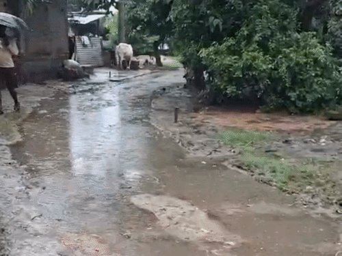श्रावस्ती में घटा राप्ती का जलस्तर:बाढ़ प्रभावित गांवों में राहत, कीचड़ और बिजली संकट बरकरार