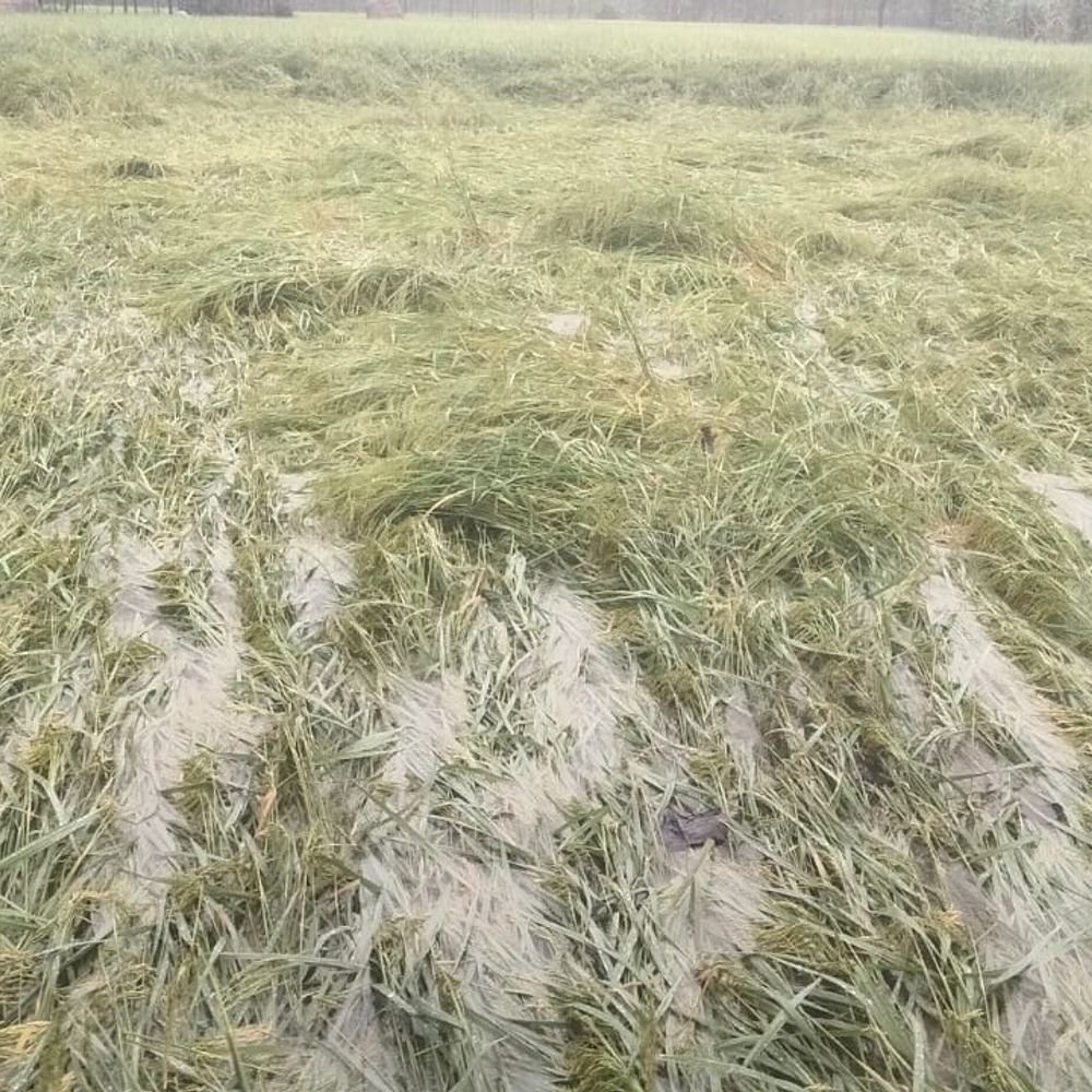 बारिश और तेज हवाओं से धान-गन्ने की फसल गिरी:किसानों की चिंता बढ़ी, तैयार धान पानी में डूबा