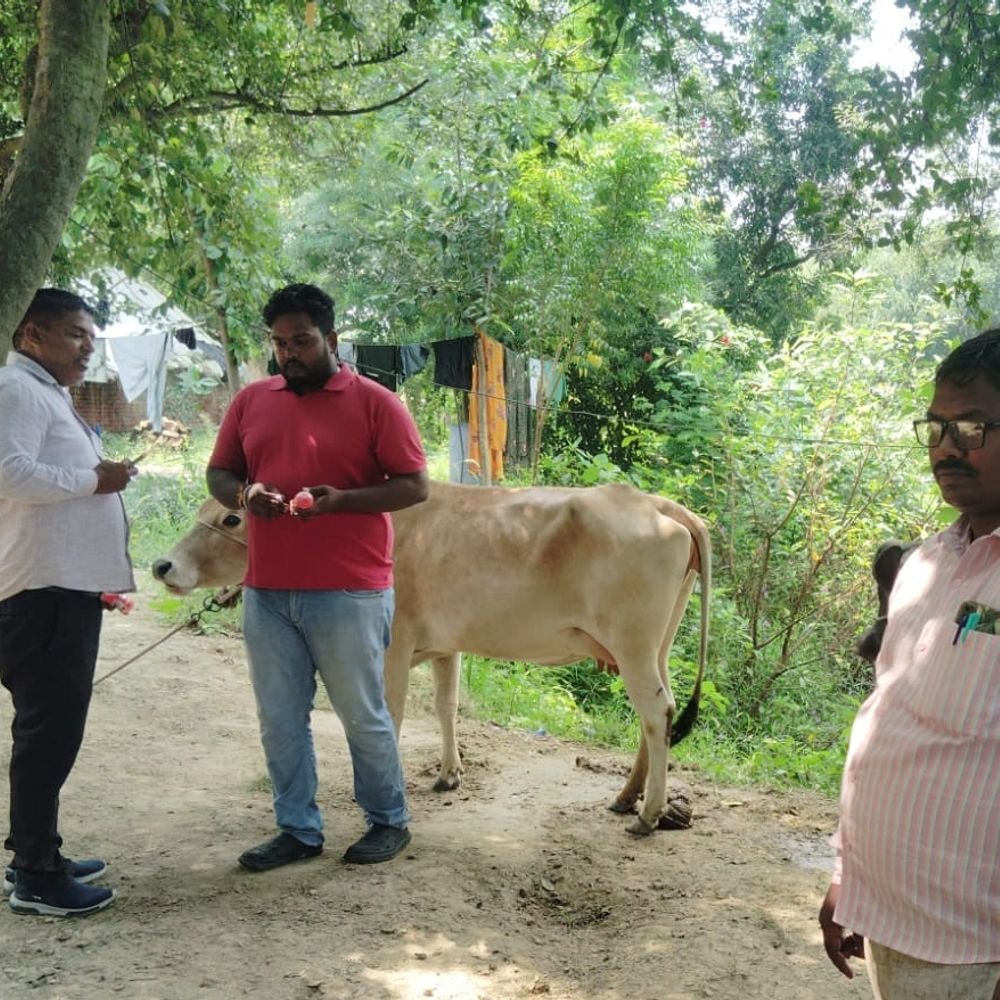 अमेठी में लम्पी वायरस से बचाव को टीकाकरण अभियान तेज:अब तक 85 हजार गोवंशीय पशुओं का हुआ टीकाकरण