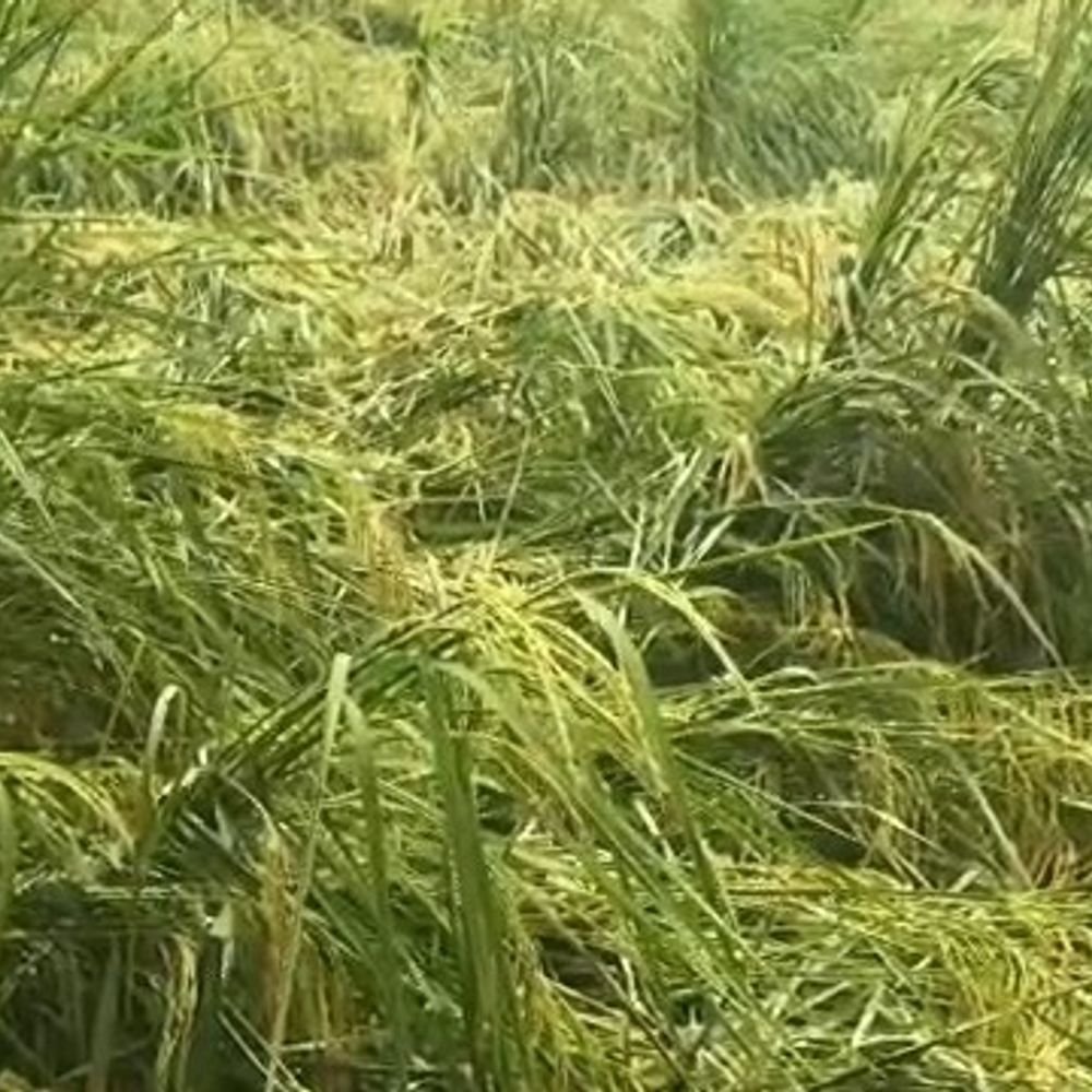 फर्रुखाबाद में बारिश से धान-सब्जी की फसल में नुकसान:किसानों ने 90% तक नुकसान की आशंका जताई, कई गांवों में फसलें गिरीं