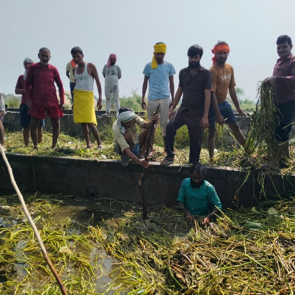 नदी का जलस्तर बढ़ा, 100 बीघा धान की फसल डूबी:पानी निकालने के लिए किसानों ने मिलकर नाले की सफाई की