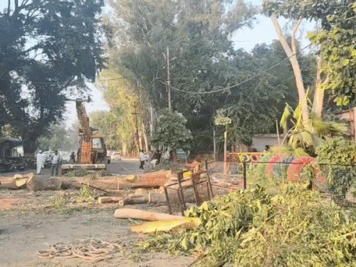 सर्किट-हाउस के पास निर्माण के लिए हटाए जा रहे पेड़:सीएम ग्रिड योजना के तहत चल रहा काम, लोगों में नाराजगी