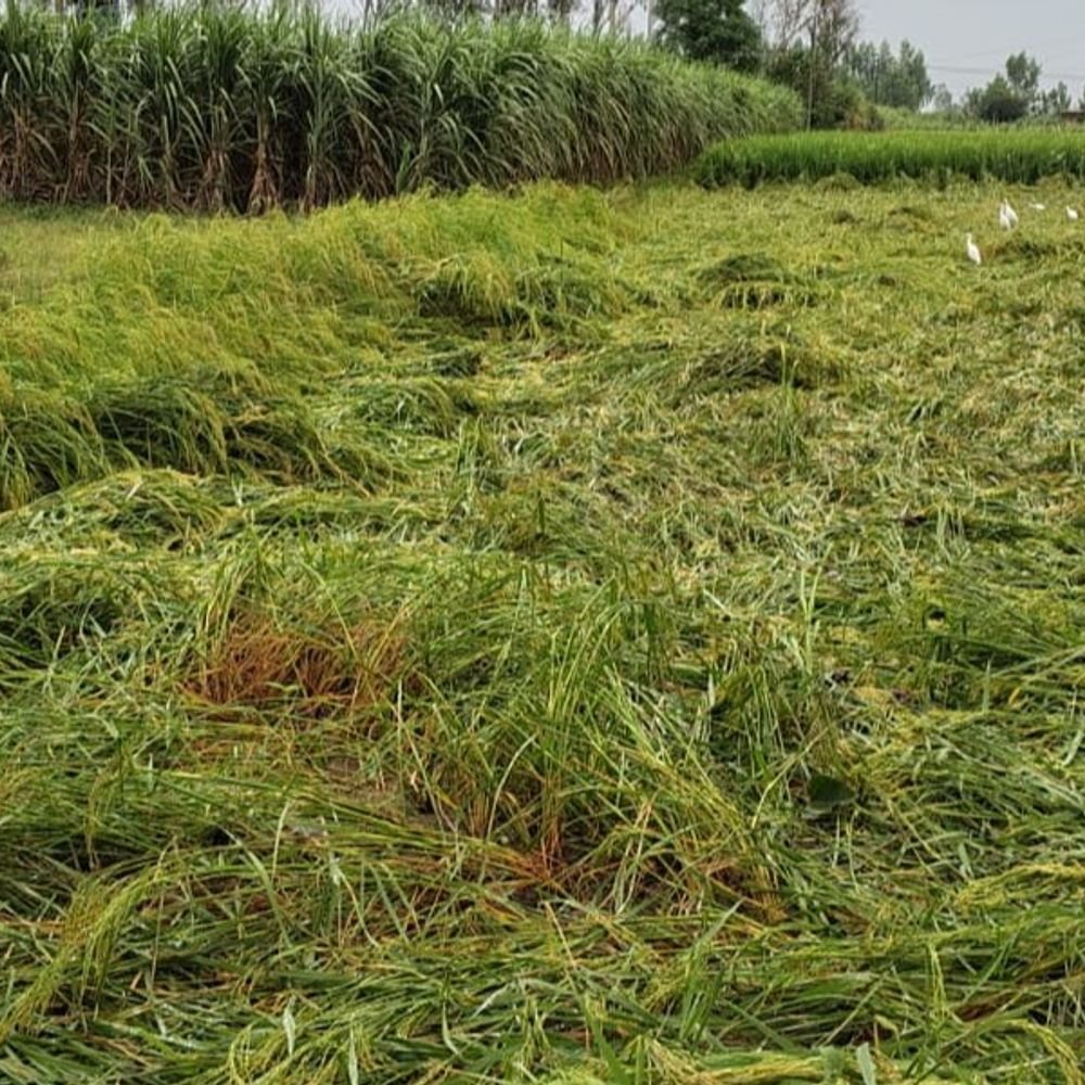 मेरठ में बारिश से धान-गन्ने की फसल खराब:खेतों में पानी भरने से पौध गलने की आशंका, जमीन पर बिछ गई फसलें