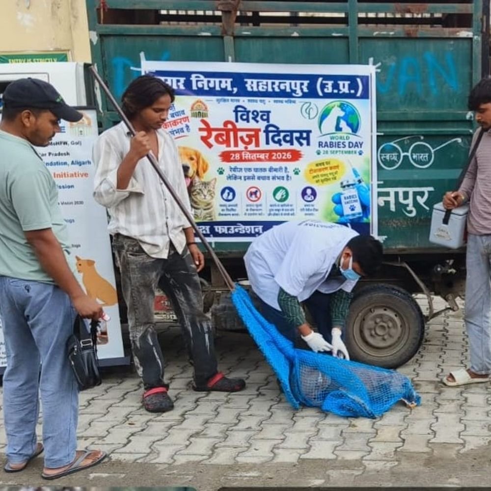 सहारनपुर में 35 हजार आवारा कुत्तों का एंटी रेबीज टीकाकरण:52 वार्डों में टीकाकरण, 300 दिन में सभी 70 वार्ड कवर करने का लक्ष्य