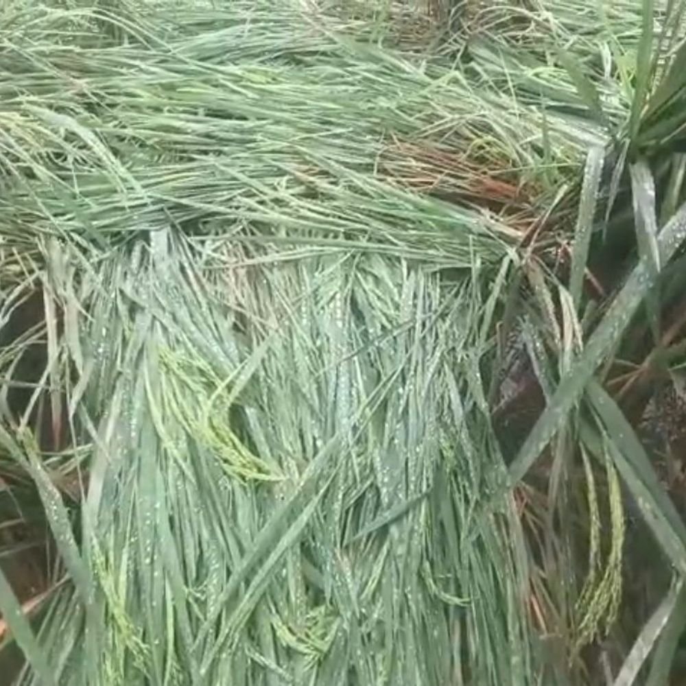रायबरेली में बारिश से नुकसान का आकलन:डीएम सरनीत कौर ब्रोका ने जांच टीमें बनाईं, मकान, पशु और फसल नुकसान का होगा सर्वे