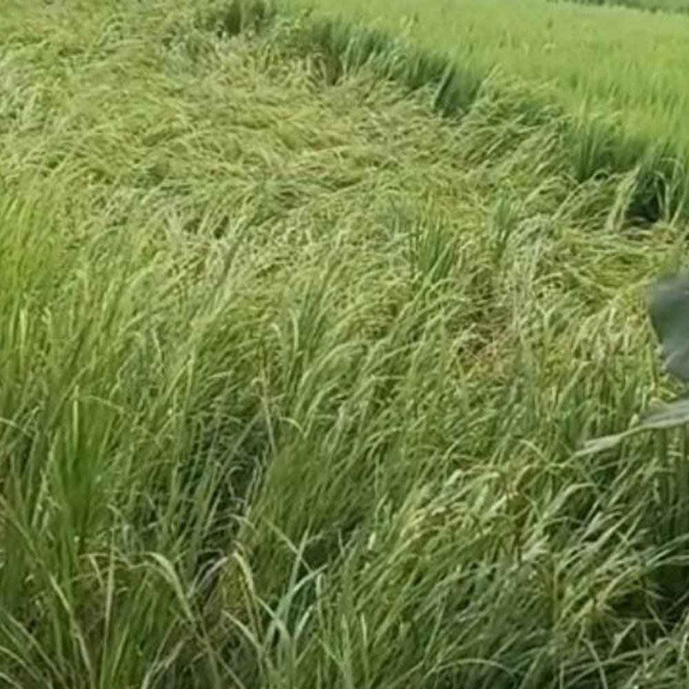 तेज बारिश और हवा से धान की फसल को नुकसान:अम्बेडकरनगर में कई खेतों में बिछ गई फसलें, किसानों की चिंता बढ़ी; गन्ने पर भी असर