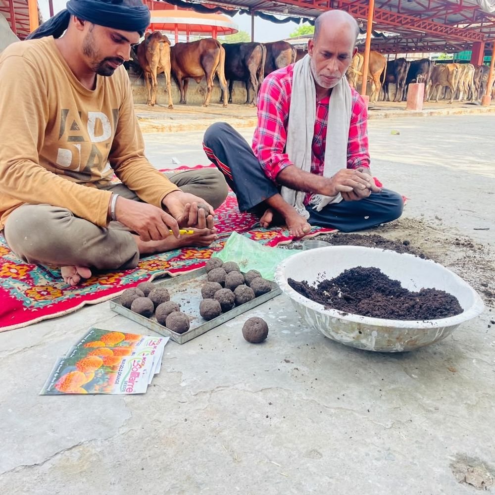 नगर निगम सीड बॉल से बंजर इलाकों में उगाएगा पौधे:सहारनपुर कान्हा गौशाला में गेंदे के बीज से बन रही सीड बॉल, बिना जुताई के उगेंगे पौधे