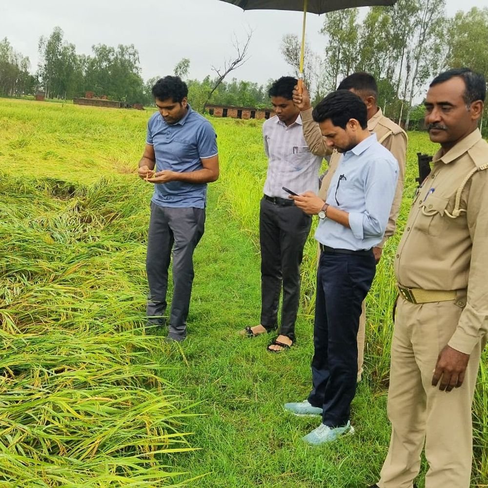 जलमग्न खेतों से धान निकालने को मजबूर किसान:कंबाइन नहीं पहुंचने पर घर लाकर किराए की मशीन से कर रहे थ्रेसिंग, 75% तक नुकसान