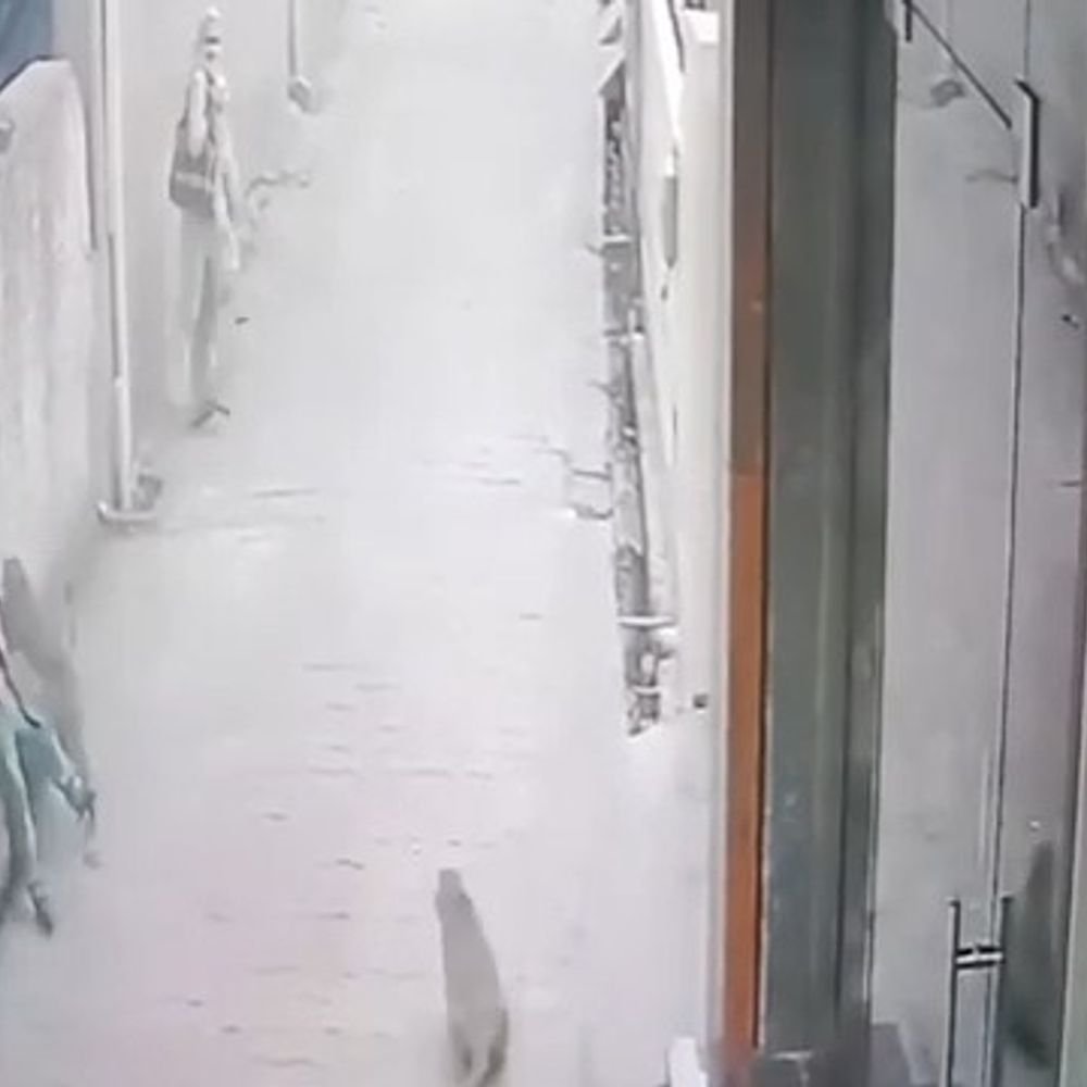 मथुरा में बंदरों ने मासूम बच्चे पर हमला किया:हमले का CCTV वीडियो वायरल, लोग दहशत में; निगम से कार्रवाई की मांग