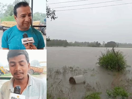 बरेली में धान की फसल खेतों में बिछी:पानी में डूबे अरमान, बारिश से खेत तालाब बने, मक्का-अरहर भी चपेट में