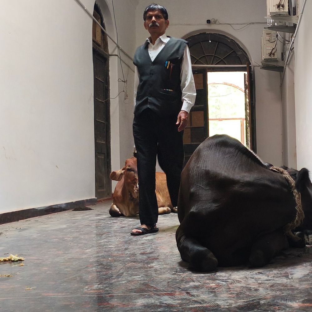 प्रयागराज में साहबों के चौखट पर 'गौ-सेवा':कलेक्ट्रेट के चमचमाते गलियारे में आराम फरमाती गायें, किसी को कोई 'एतराज' नहीं!