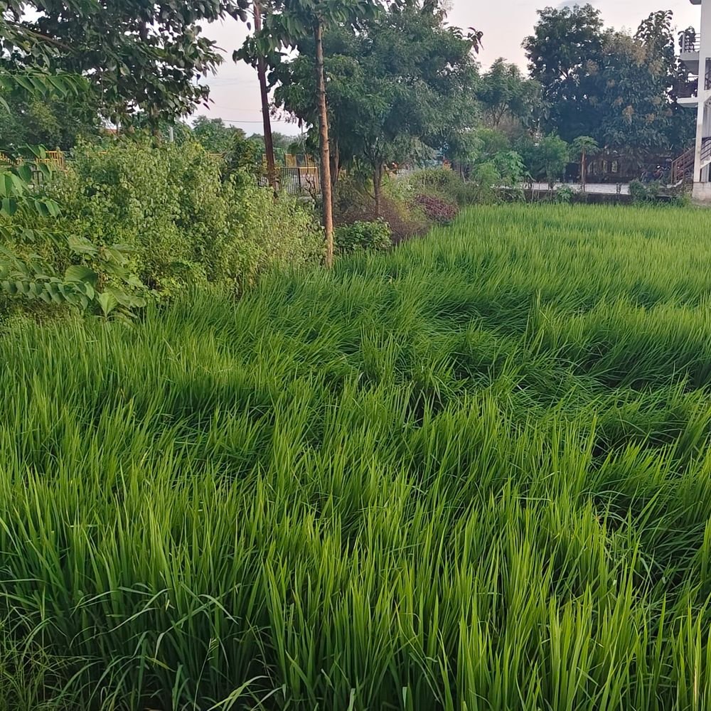 सुल्तानपुर में अतिवृष्टि से फसलों को भारी नुकसान:धान की फसल को सबसे ज्यादा असर, दलहन और तिलहन की फसलों पर भी असर