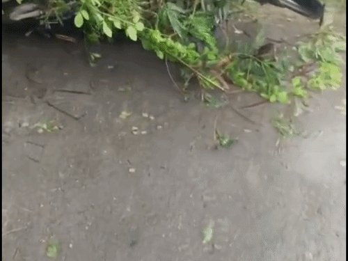 ड्यूटी पर जा रहे सफाई कर्मी पर गिरा पेड़:बस्ती के युवक की संतकबीरनगर में मौत, तेज बारिश-हवा के दौरान हुआ हादसा