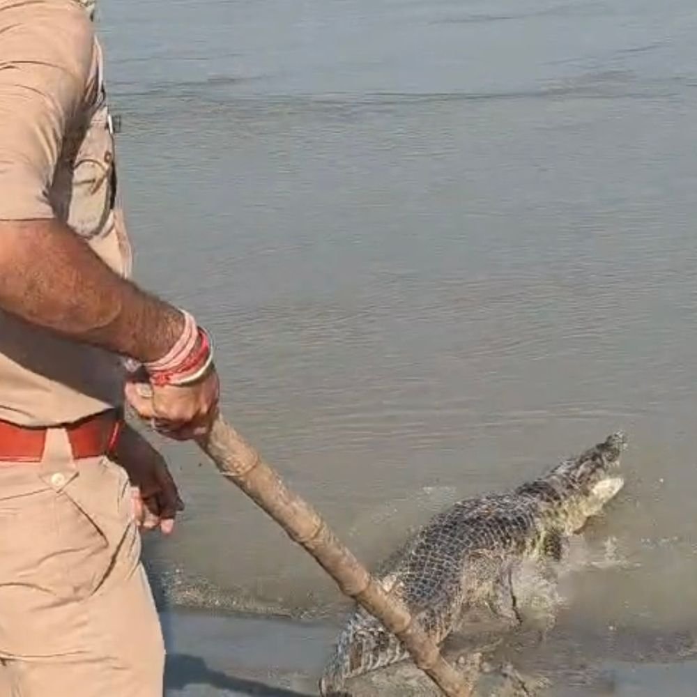 बिजनौर में आबादी के पास दिखा मगरमच्छ, VIDEO:वन विभाग ने साढ़े तीन घंटे में रेस्क्यू कर गंगा में छोड़ा, 8 फीट लंबा था