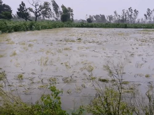 किसान ने पायल-मंगलसूत्र गिरवी रखकर की थी धान की खेती:शाहजहांपुर में बारिश में डूबी 3 बीघा फसल, किसान बोला- कर्ज कैसे चुकाएं