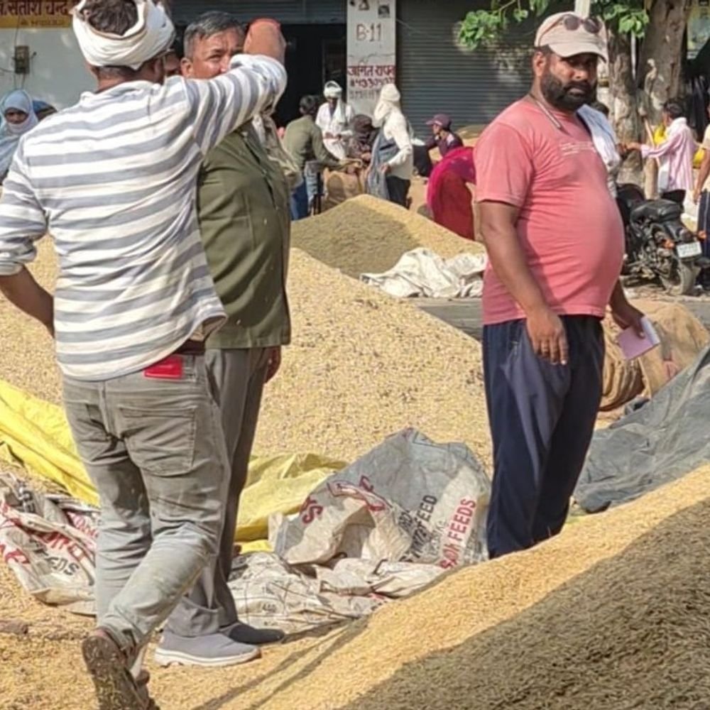 अवकाश के दिन खुली धनीपुर मंडी:अलीगढ़ में शनिवार को बारिश से थमा कारोबार रविवार को पटरी पर आया,चारों तरफ धान से भरी मंडी
