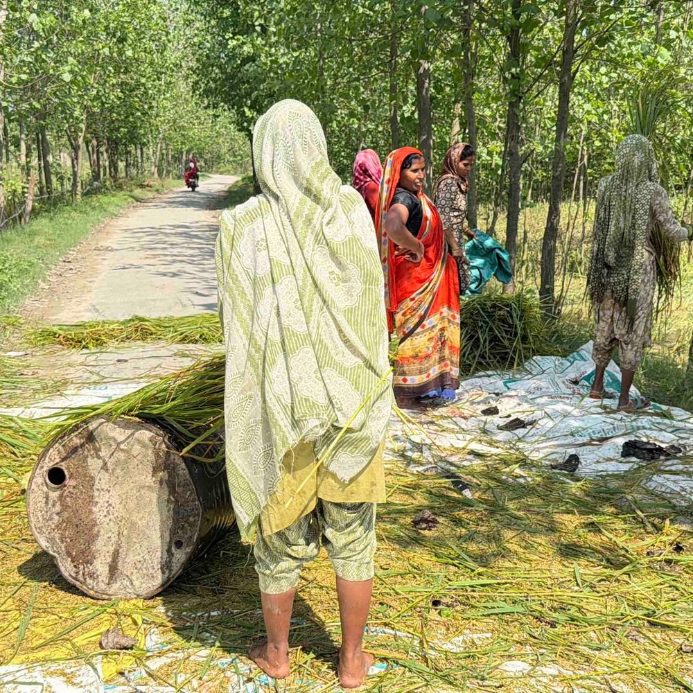 रामपुर में बेमौसम बारिश से धान की फसल खराब:किसान सड़क पर कर रहे थ्रेसिंग, 70 प्रतिशत नुकसान का दावा; मुआवजे की मांग